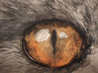 Cat's eye