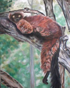 Lemur