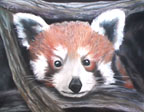 Red Panda
