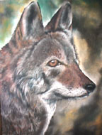 Red Wolf